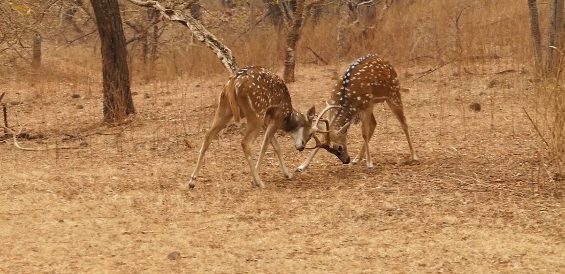 Package Image
